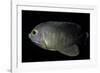 Centropyge Eibli (Blacktail Angelfish, Ebl's Angelfish)-Paul Starosta-Framed Photographic Print