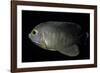 Centropyge Eibli (Blacktail Angelfish, Ebl's Angelfish)-Paul Starosta-Framed Photographic Print