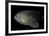 Centropyge Eibli (Blacktail Angelfish, Ebl's Angelfish)-Paul Starosta-Framed Photographic Print