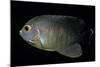 Centropyge Eibli (Blacktail Angelfish, Ebl's Angelfish)-Paul Starosta-Mounted Photographic Print