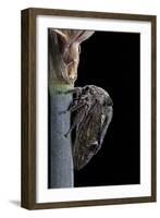 Centrotus Cornutus (Horned Treehopper)-Paul Starosta-Framed Photographic Print