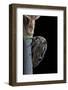 Centrotus Cornutus (Horned Treehopper)-Paul Starosta-Framed Photographic Print