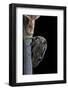 Centrotus Cornutus (Horned Treehopper)-Paul Starosta-Framed Photographic Print