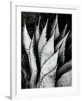 Century Plant, 1968-Brett Weston-Framed Photographic Print