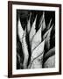 Century Plant, 1968-Brett Weston-Framed Photographic Print