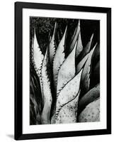 Century Plant, 1968-Brett Weston-Framed Photographic Print