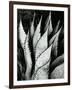 Century Plant, 1968-Brett Weston-Framed Photographic Print