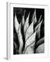 Century Plant, 1968-Brett Weston-Framed Premium Photographic Print