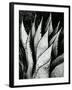 Century Plant, 1968-Brett Weston-Framed Premium Photographic Print