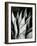 Century Plant, 1968-Brett Weston-Framed Photographic Print