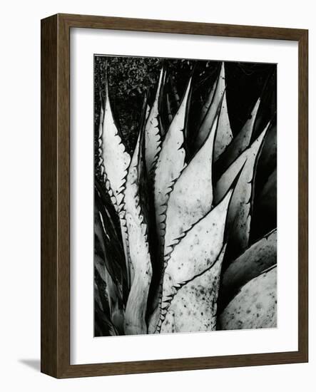 Century Plant, 1968-Brett Weston-Framed Photographic Print