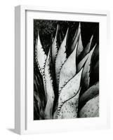 Century Plant, 1968-Brett Weston-Framed Photographic Print