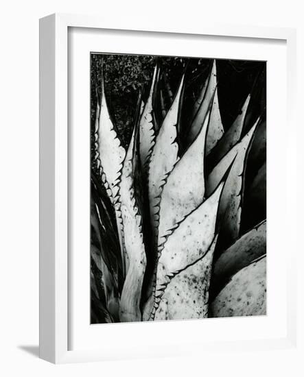 Century Plant, 1968-Brett Weston-Framed Photographic Print