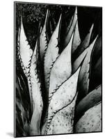 Century Plant, 1968-Brett Weston-Mounted Photographic Print
