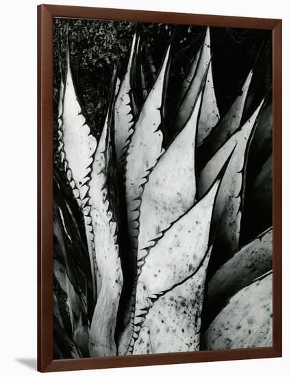 Century Plant, 1968-Brett Weston-Framed Photographic Print