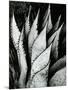 Century Plant, 1968-Brett Weston-Mounted Photographic Print