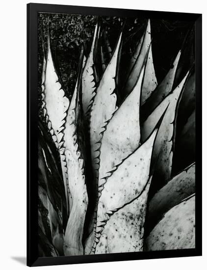 Century Plant, 1968-Brett Weston-Framed Photographic Print