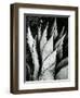 Century Plant, 1968-Brett Weston-Framed Premium Photographic Print