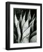 Century Plant, 1968-Brett Weston-Framed Premium Photographic Print