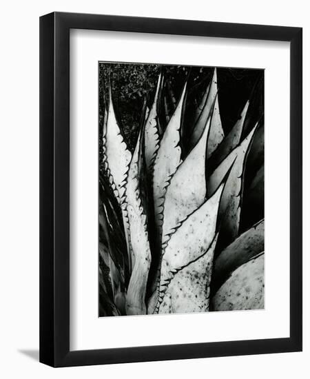 Century Plant, 1968-Brett Weston-Framed Premium Photographic Print