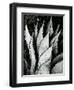 Century Plant, 1968-Brett Weston-Framed Premium Photographic Print