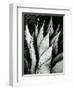 Century Plant, 1968-Brett Weston-Framed Premium Photographic Print