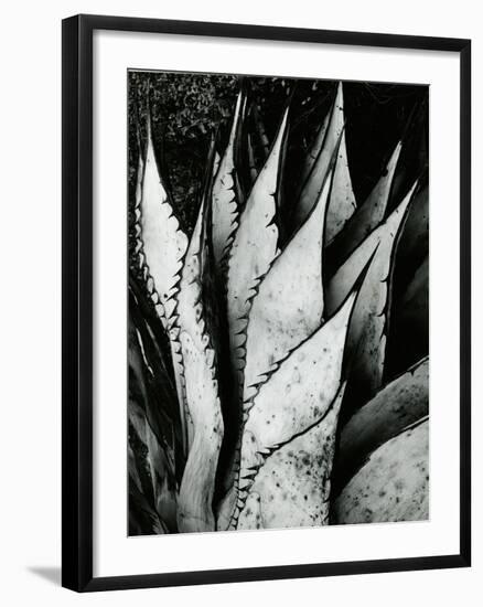 Century Plant, 1968-Brett Weston-Framed Photographic Print