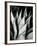 Century Plant, 1968-Brett Weston-Framed Photographic Print