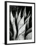 Century Plant, 1968-Brett Weston-Framed Photographic Print