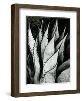 Century Plant, 1968-Brett Weston-Framed Photographic Print