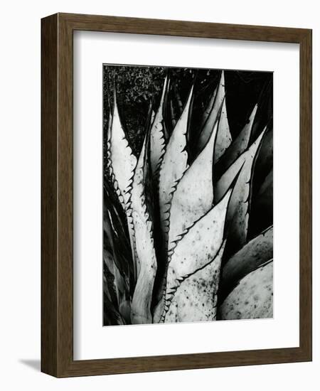 Century Plant, 1968-Brett Weston-Framed Photographic Print