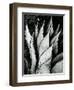 Century Plant, 1968-Brett Weston-Framed Photographic Print