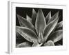 Century Plant, 1977 (silver gelatin print)-Brett Weston-Framed Photographic Print