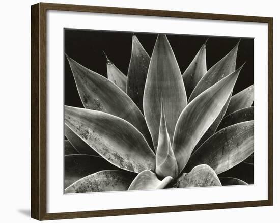 Century Plant, 1977 (silver gelatin print)-Brett Weston-Framed Photographic Print