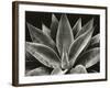 Century Plant, 1977 (silver gelatin print)-Brett Weston-Framed Photographic Print