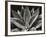 Century Plant, 1977 (silver gelatin print)-Brett Weston-Framed Photographic Print