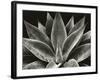 Century Plant, 1977 (silver gelatin print)-Brett Weston-Framed Photographic Print