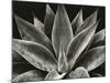 Century Plant, 1977 (silver gelatin print)-Brett Weston-Mounted Photographic Print