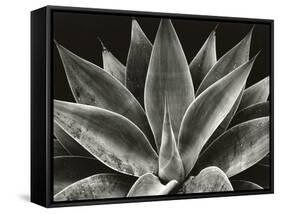 Century Plant, 1977 (silver gelatin print)-Brett Weston-Framed Stretched Canvas