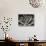Century Plant, 1977 (silver gelatin print)-Brett Weston-Stretched Canvas displayed on a wall