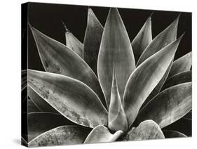Century Plant, 1977 (silver gelatin print)-Brett Weston-Stretched Canvas