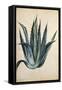 Century Plant (Agave Americana) by Jacopo Ligozzi-null-Framed Stretched Canvas