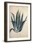 Century Plant (Agave Americana) by Jacopo Ligozzi-null-Framed Giclee Print