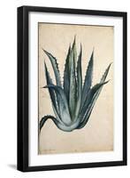 Century Plant (Agave Americana) by Jacopo Ligozzi-null-Framed Giclee Print
