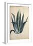 Century Plant (Agave Americana) by Jacopo Ligozzi-null-Framed Giclee Print