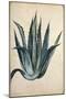 Century Plant (Agave Americana) by Jacopo Ligozzi-null-Mounted Giclee Print