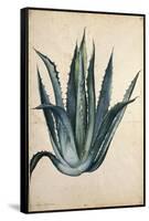 Century Plant (Agave Americana) by Jacopo Ligozzi-null-Framed Stretched Canvas