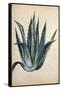 Century Plant (Agave Americana) by Jacopo Ligozzi-null-Framed Stretched Canvas