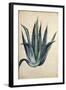 Century Plant (Agave Americana) by Jacopo Ligozzi-null-Framed Giclee Print