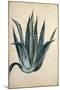 Century Plant (Agave Americana) by Jacopo Ligozzi-null-Mounted Giclee Print